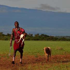 Guarding Lions